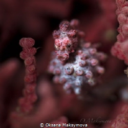 Pygmy seahorse by Oksana Maksymova 